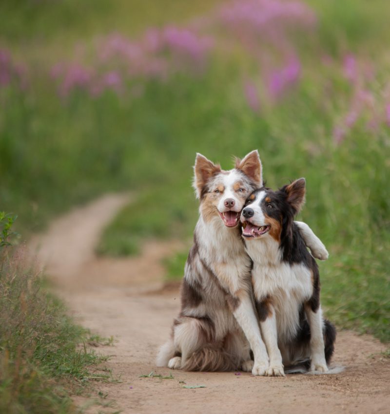 Zwei Hunde, die sich umarmen, während sie spazieren gehen. Haustiere in der Natur. Ein süßer Border Collie auf einer bunten Wiese.