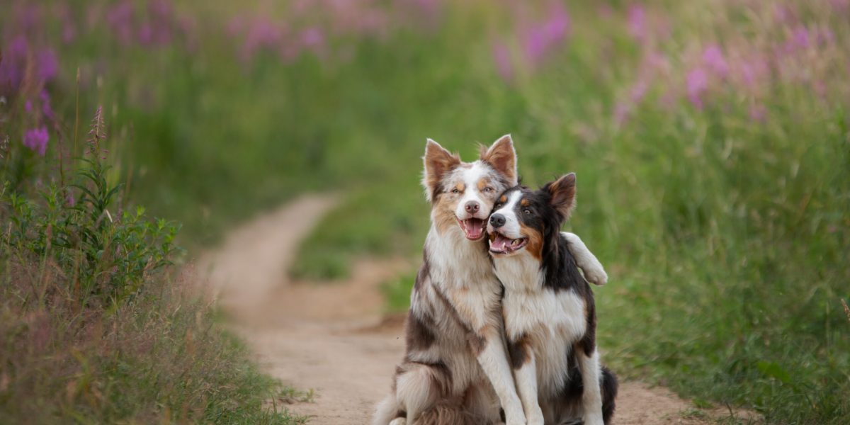 Zwei Hunde, die sich umarmen, während sie spazieren gehen. Haustiere in der Natur. Ein süßer Border Collie auf einer bunten Wiese. Zwei Hunde, die sich umarmen, während sie spazieren gehen. Haustiere in der Natur. Ein süßer Border Collie auf einer bunten Wiese.
