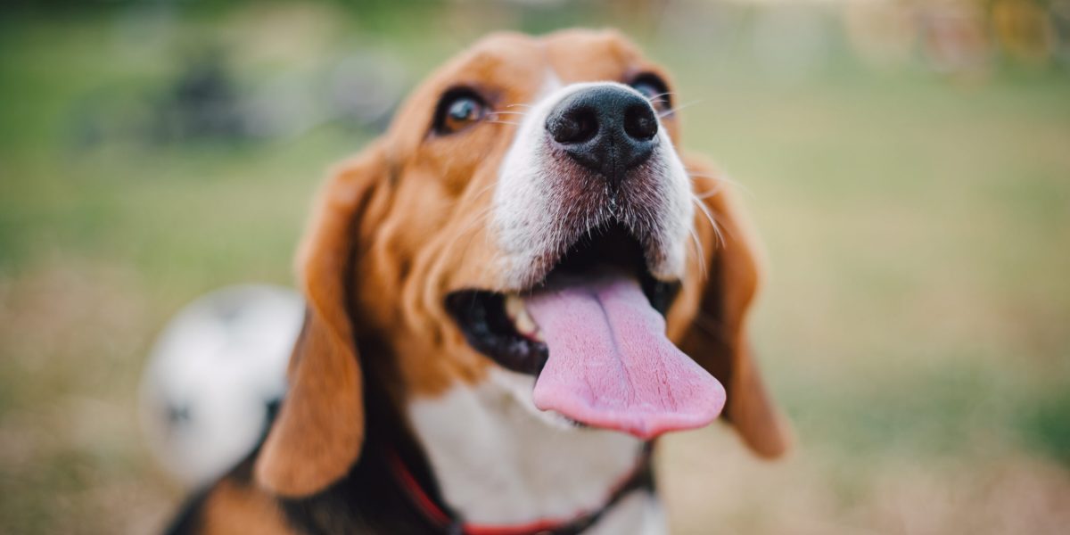 Close up picture of dog’s nose and tongue. Moisture of nose and tongue of pet can represent health condition. Close up picture of dog's nose and tongue. Moisture of nose and tongue of pet can represent health condition.