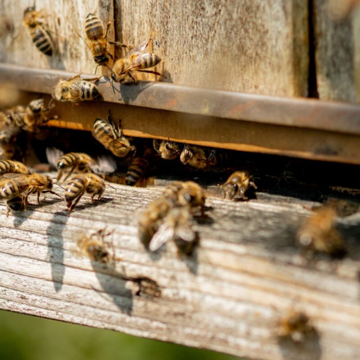 Viele Bienen kehren in den Bienenstock zurück und kommen mit gesammeltem Blütennektar und Blütenpollen in den Bienenstock. Ein Bienenschwarm sammelt Nektar von Blumen. Gesunder Bio-Honig vom Bauernhof.
