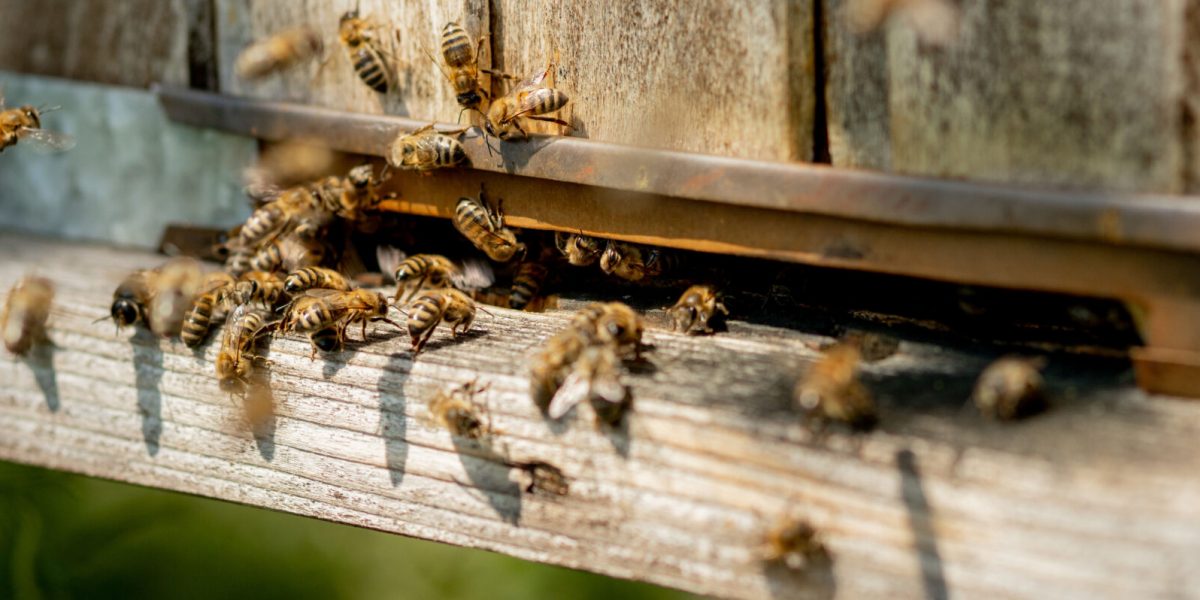 Viele Bienen kehren in den Bienenstock zurück und kommen mit gesammeltem Blütennektar und Blütenpollen in den Bienenstock. Ein Bienenschwarm sammelt Nektar von Blumen. Gesunder Bio-Honig vom Bauernhof. Viele Bienen kehren in den Bienenstock zurück und kommen mit gesammeltem Blütennektar und Blütenpollen in den Bienenstock. Ein Bienenschwarm sammelt Nektar von Blumen. Gesunder Bio-Honig vom Bauernhof.