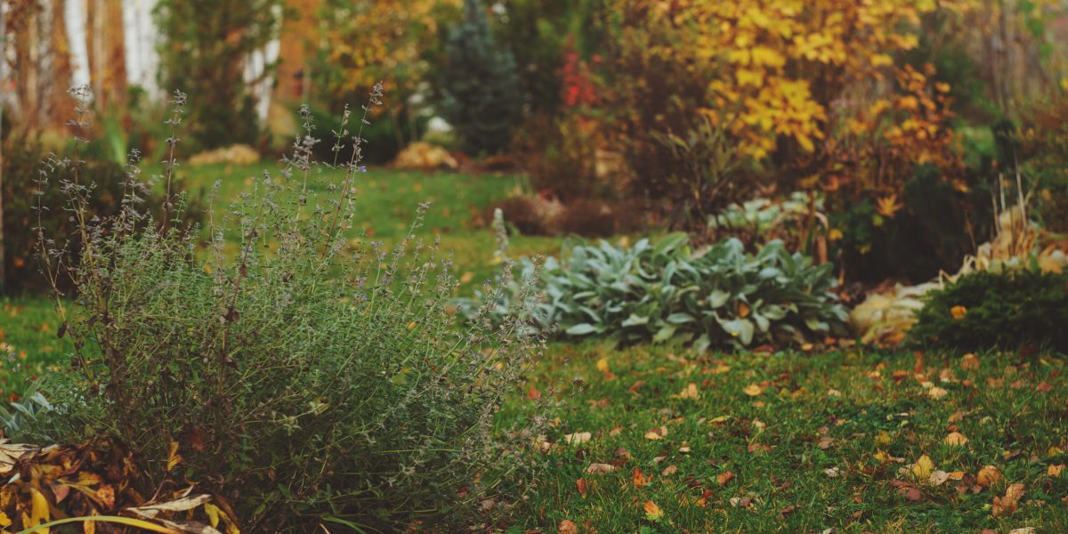 Wunderschöner Blick auf den Herbstgarten mit Nadelbäumen