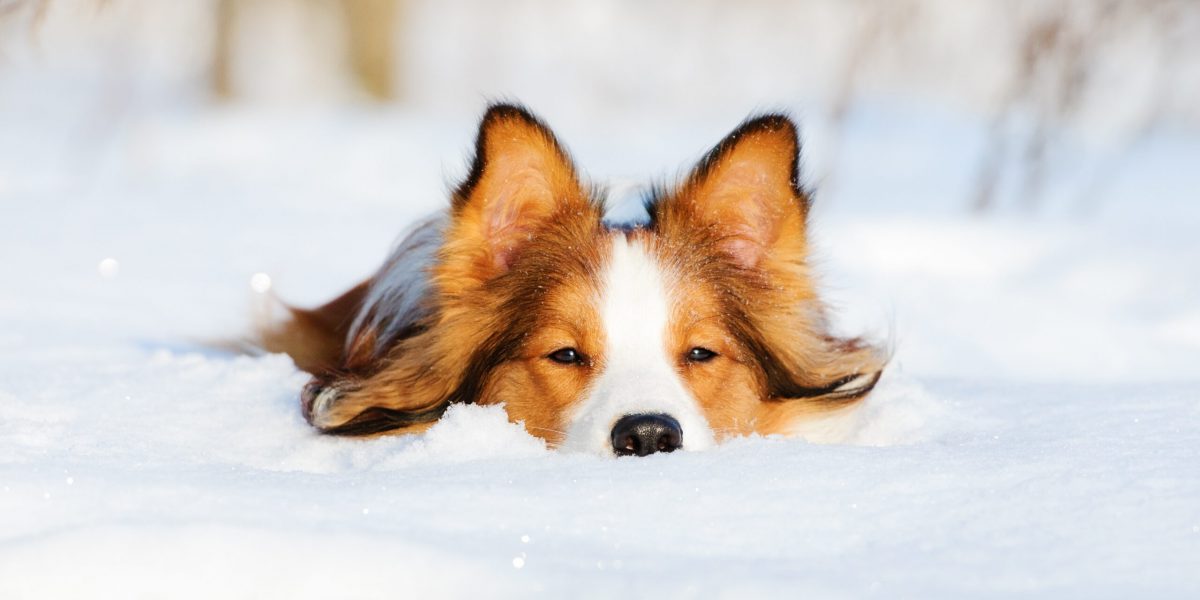 Hund liegt im Schnee