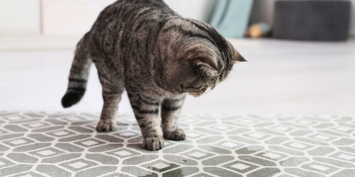 Katze auf Teppich neben Urin