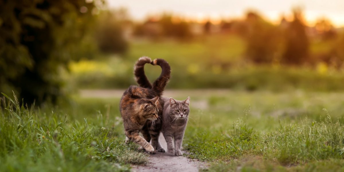 zwei liebende Katzen, die auf dem grünen Gras spazieren gehen und ihre Schwänze in Form eines Herzens biegen