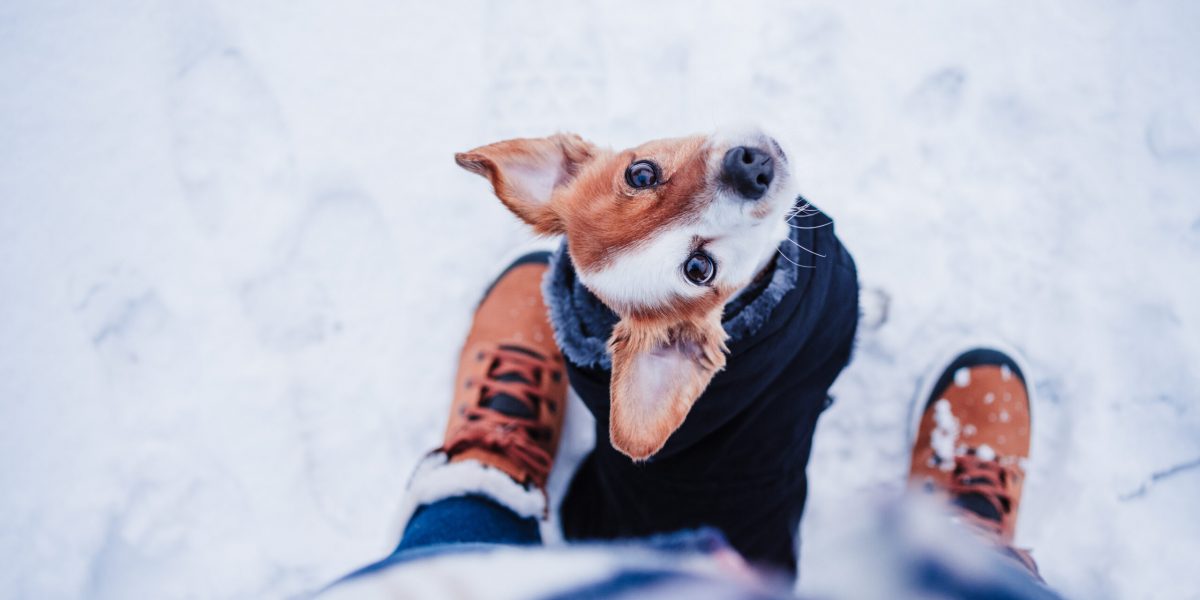 Hund mit Wintermantel