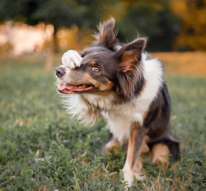 Dog trick. Shy and confuse pet. Portrait of embarrassed dog hiding face with paw and looking at camera, copy space. Border Collie dog. Dog trick. Shy and confuse pet. Portrait of embarrassed dog hiding face with paw and looking at camera, copy space. Border Collie dog.