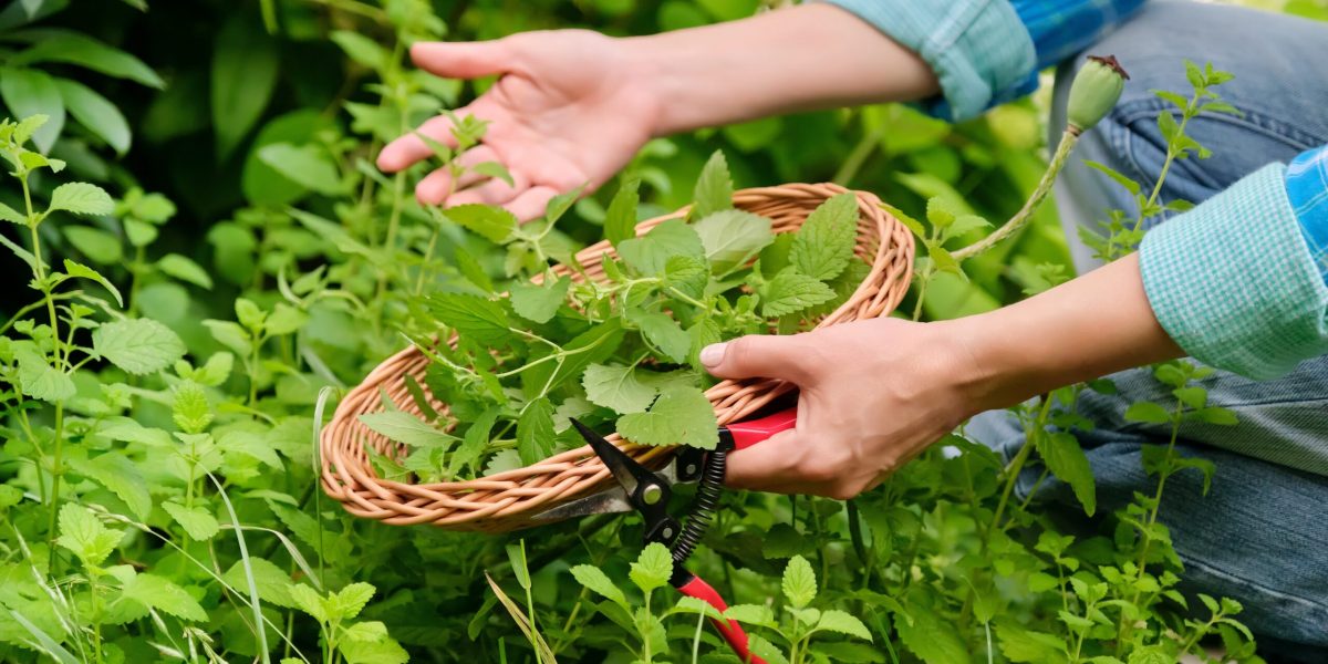 Hände mit Gartenschere und Weidenteller mit aromatischen frischen Melissenkräutern Melissa officinalis Hände mit Gartenschere und Weidenteller mit aromatischen frischen Melissenkräutern
