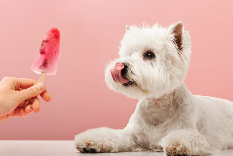 Portrait nice dog dog eating ice cream. west highland white terrier crop on pink background