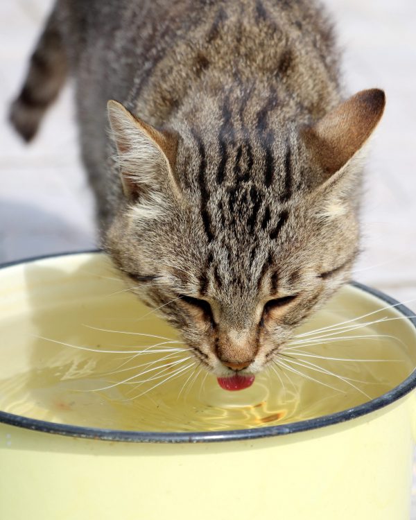 Striped cute cat drinks water in hot summer. Striped cute cat drinks water in hot summer.