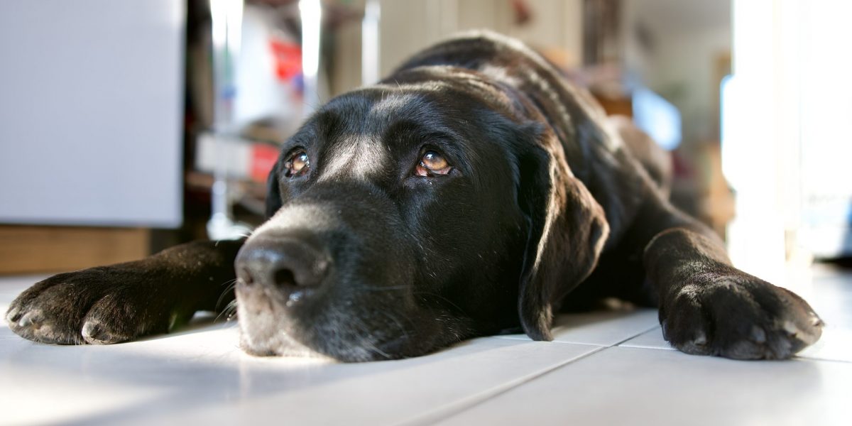 Letargischer Hund Letargischer Hund