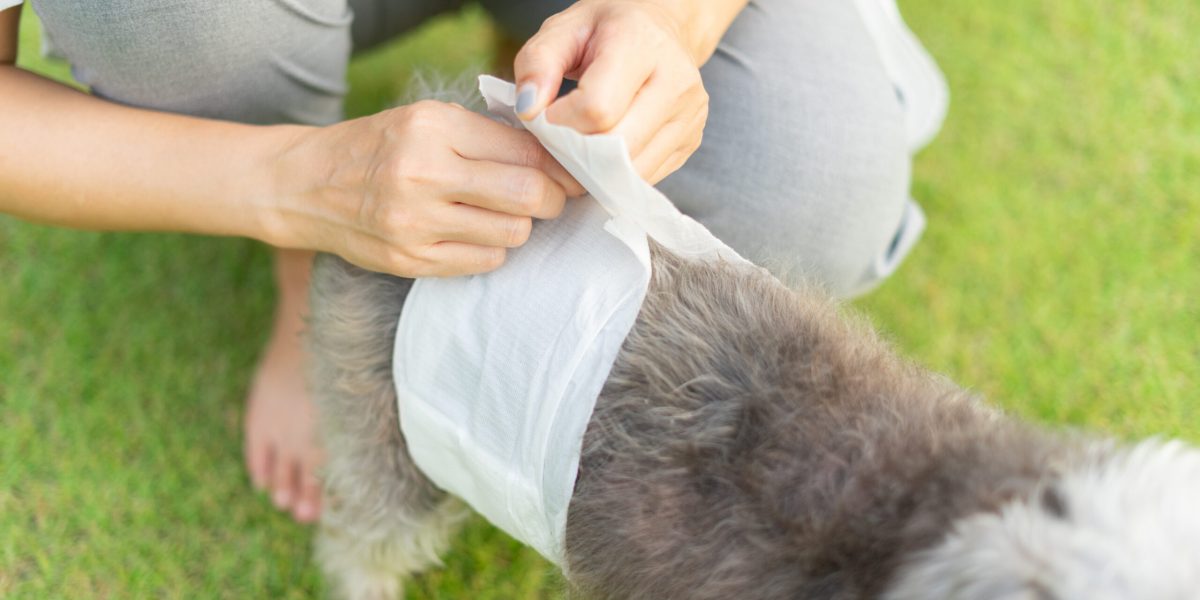 Hund mit Läufigkeitshose