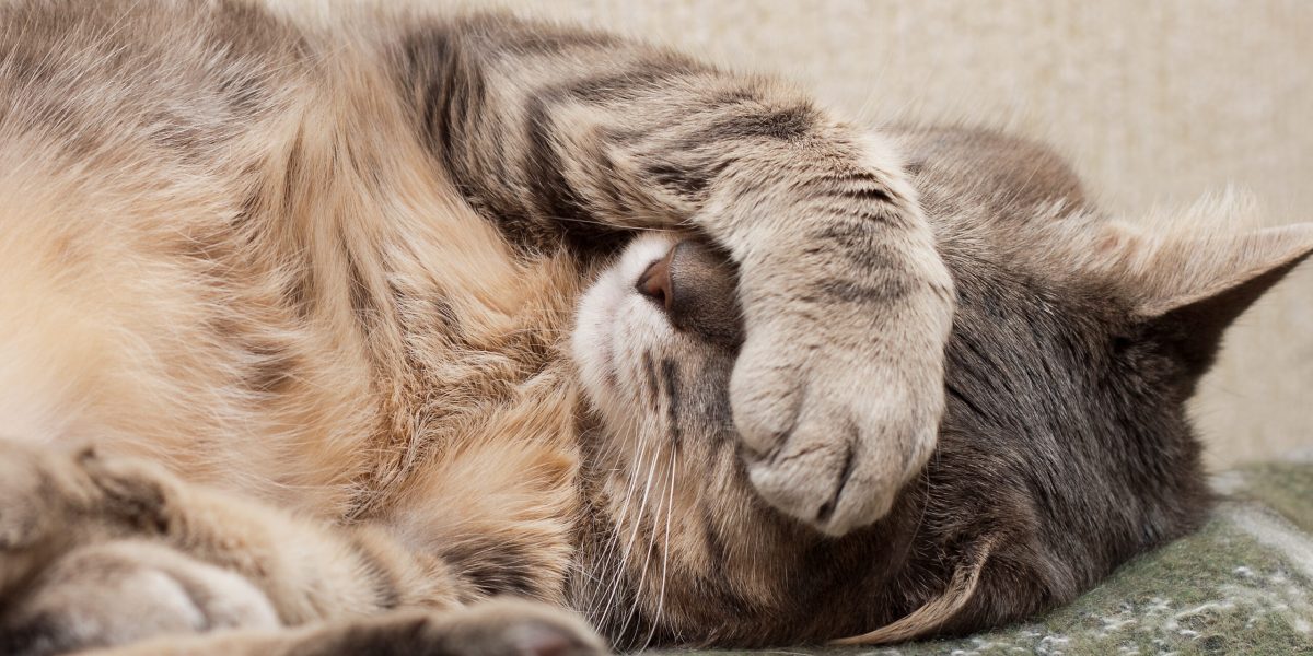 Katze krank