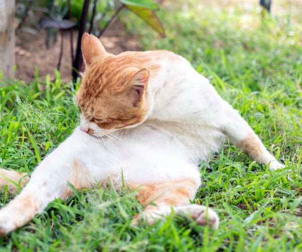 Katze leckt sich