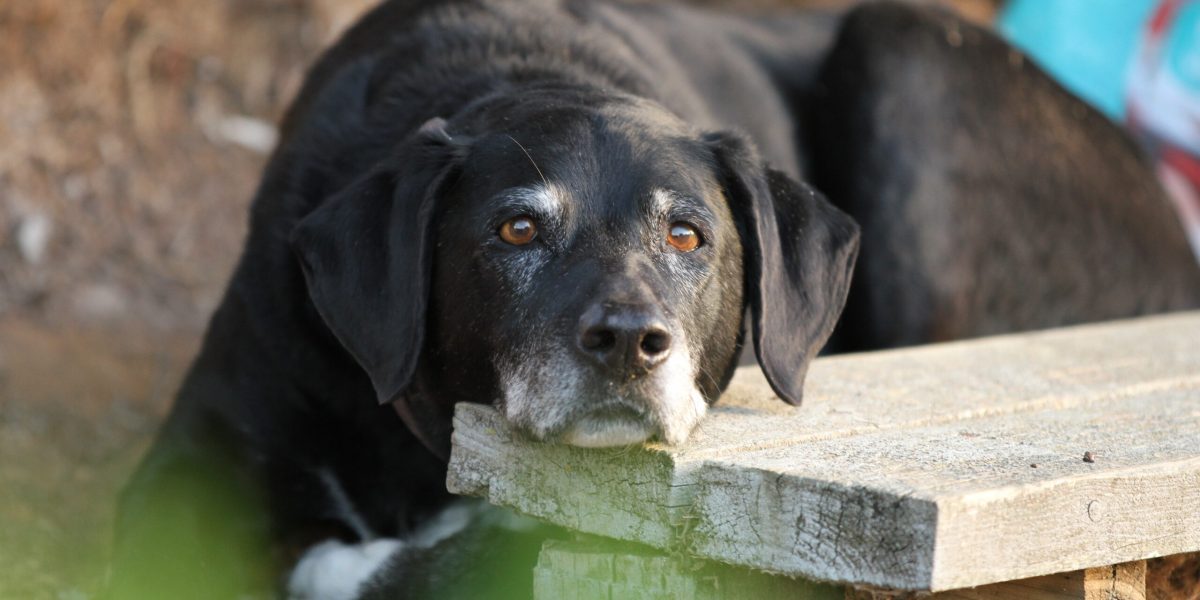 Erschöpfter Hund