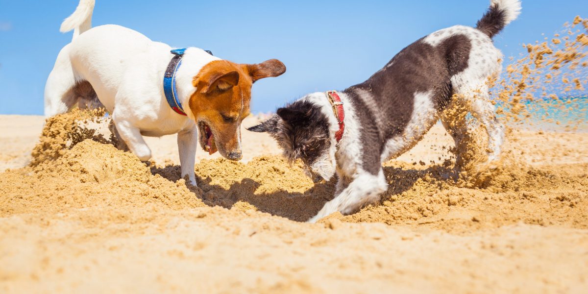 Hunde graben im Sand