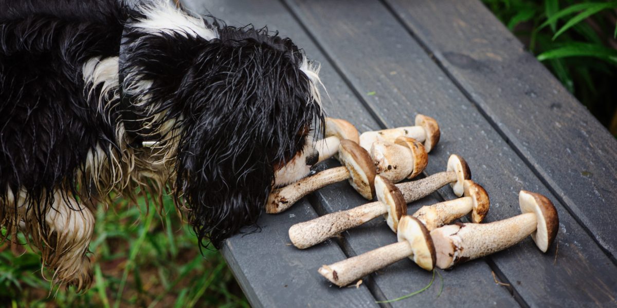 Hund schnüffelt an Pilzen