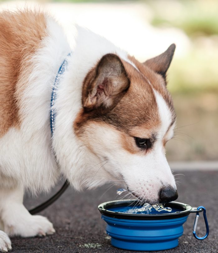 Pembroke Welsh Corgi dog walks in a city park on a sunny day. Drinks water from a collapsible bowl. Cheerful fussy puppies. Raising puppies, cynology, training Pembroke Welsh Corgi dog walks in a city park on a sunny day. Drinks water from a collapsible bowl. Cheerful fussy puppies. Raising puppies, cynology, training