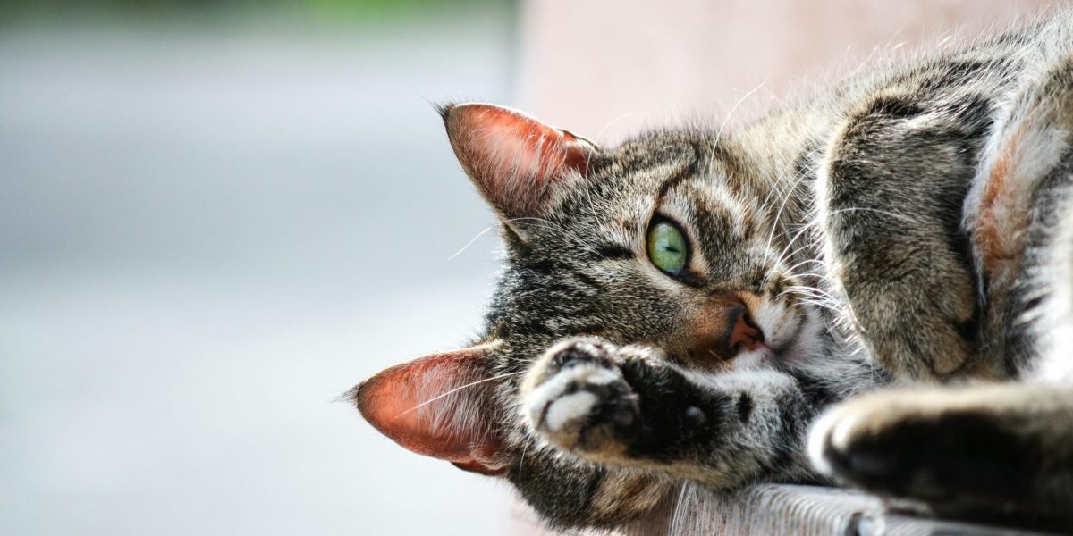 Katze auf Mauer