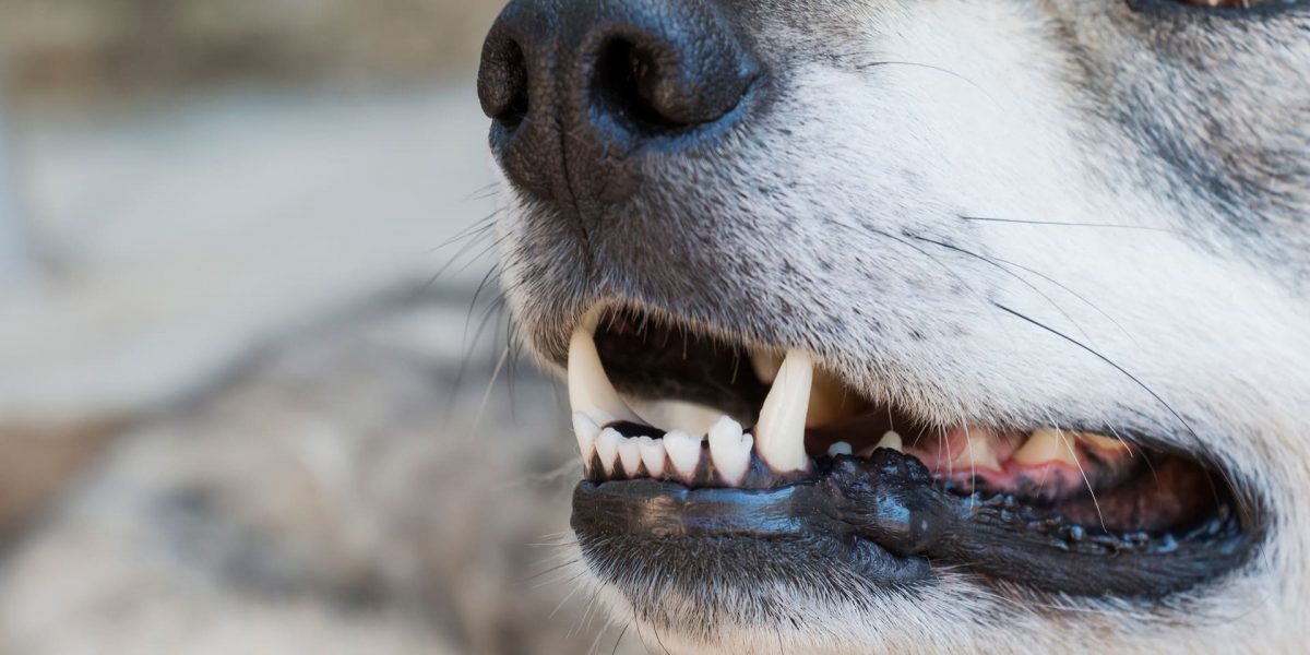 Ascophyllum Nodosum und seine Wirkung gegen Zahnstein bei Hunden.