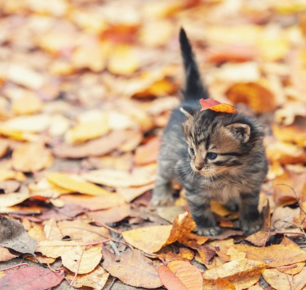 Ein Babykätzchen im Herbstlaub
