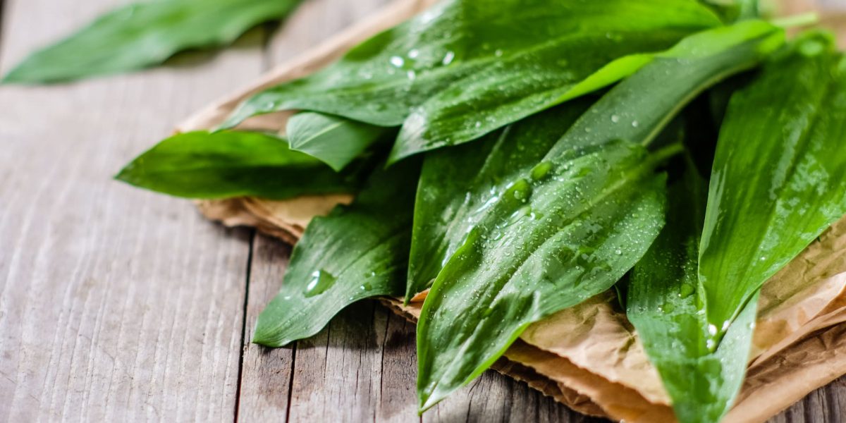 Bärlauch frisch geerntet