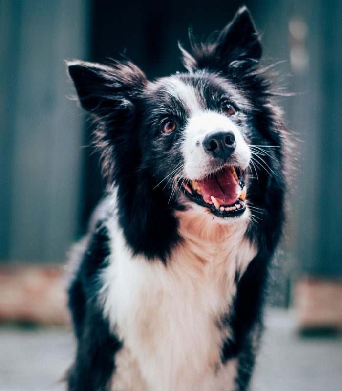Hund schaut freundlich Hund schaut freundlich