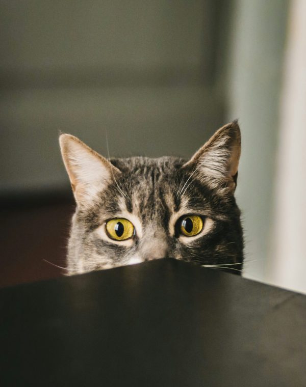 Katze schaut über den Tisch