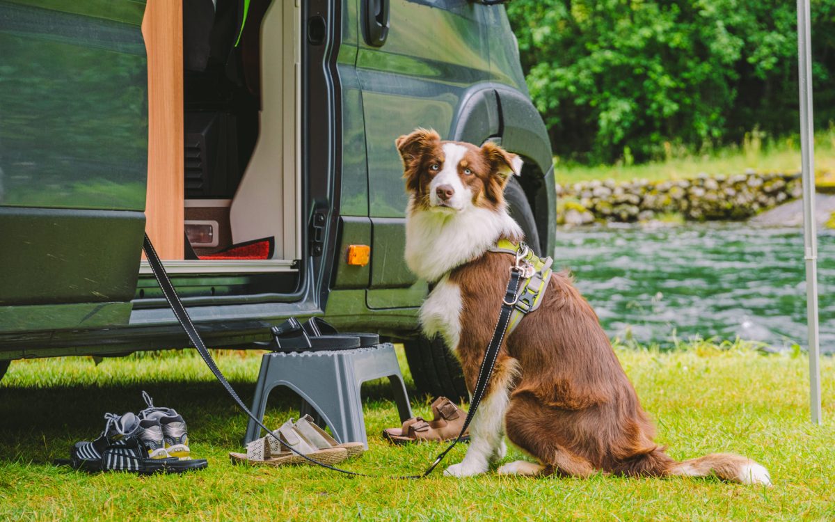 Alles, was man für das Camping mit dem Hund braucht