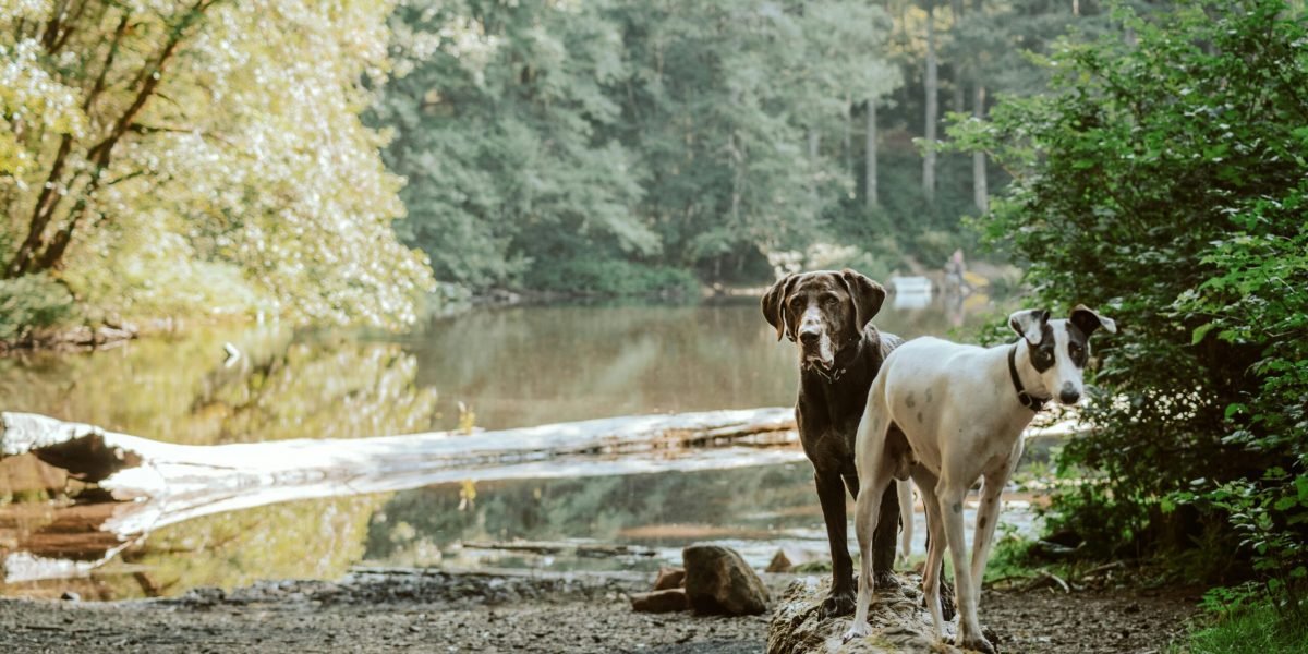 Hunde am Wasser