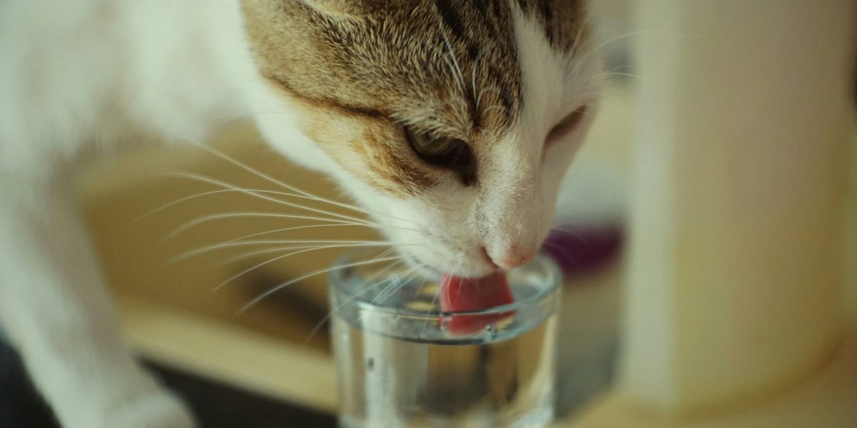 Katze trinkt aus Glas