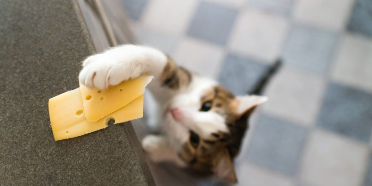 Dürfen Katzen Käse essen