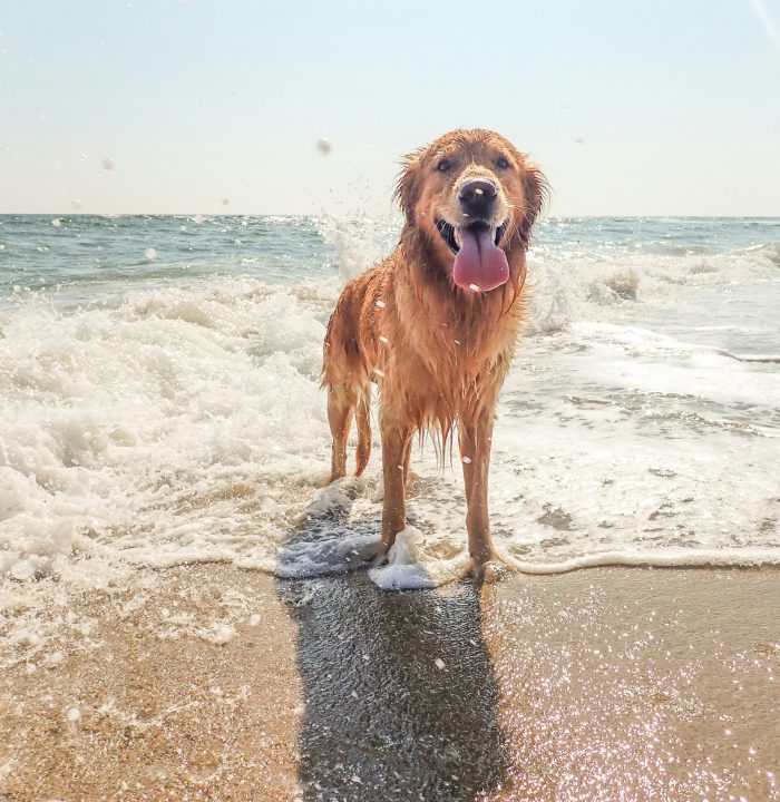 Hund am Meer