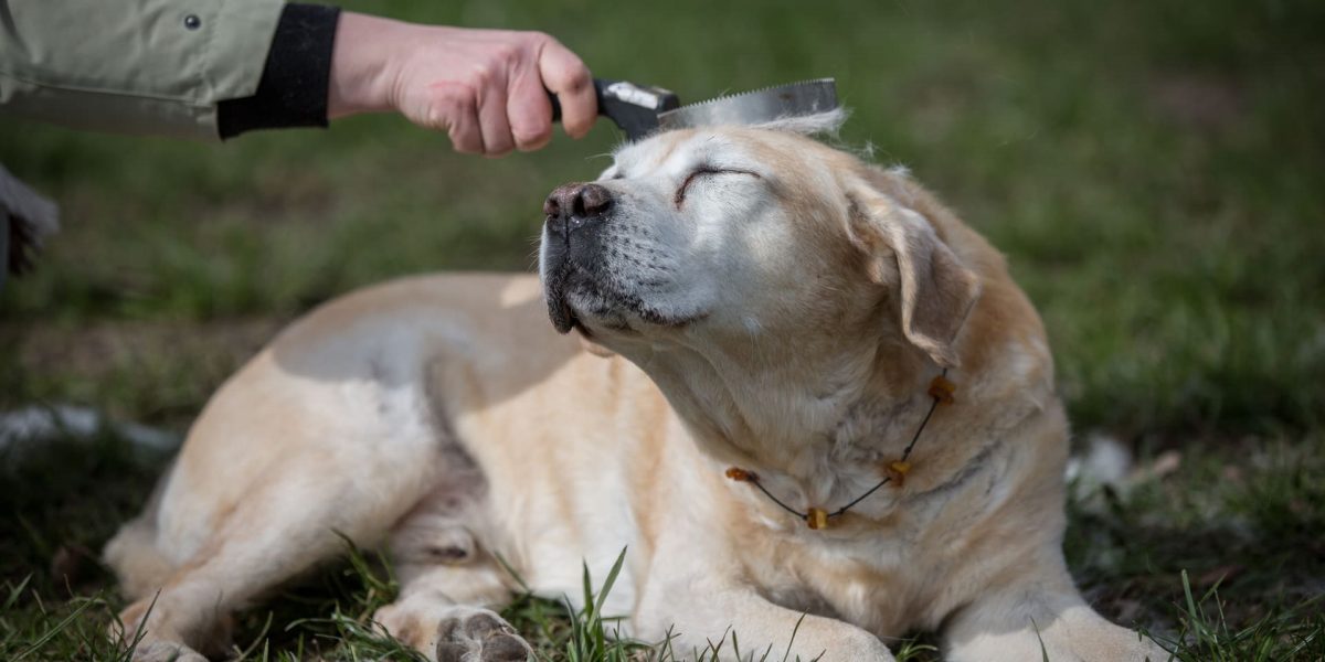 Fellwechsel beim Hund