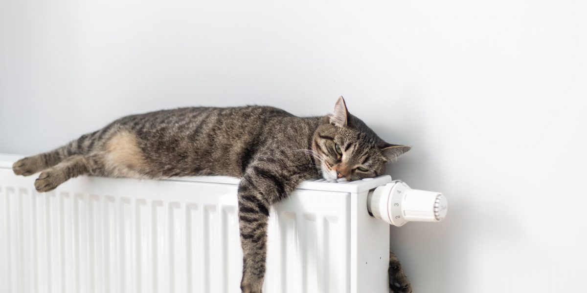 Können Katzen frieren