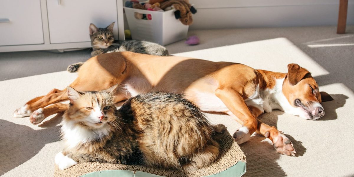 Fütterungstipps für Hunde und Katzen bei Hitze
