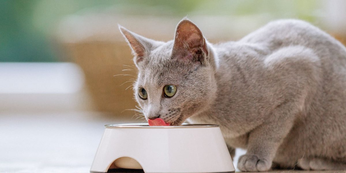 Futtermenge bei Katzen