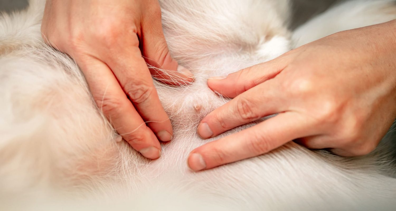 geschwollene-milchleiste-hund-scheinschwangerschaft