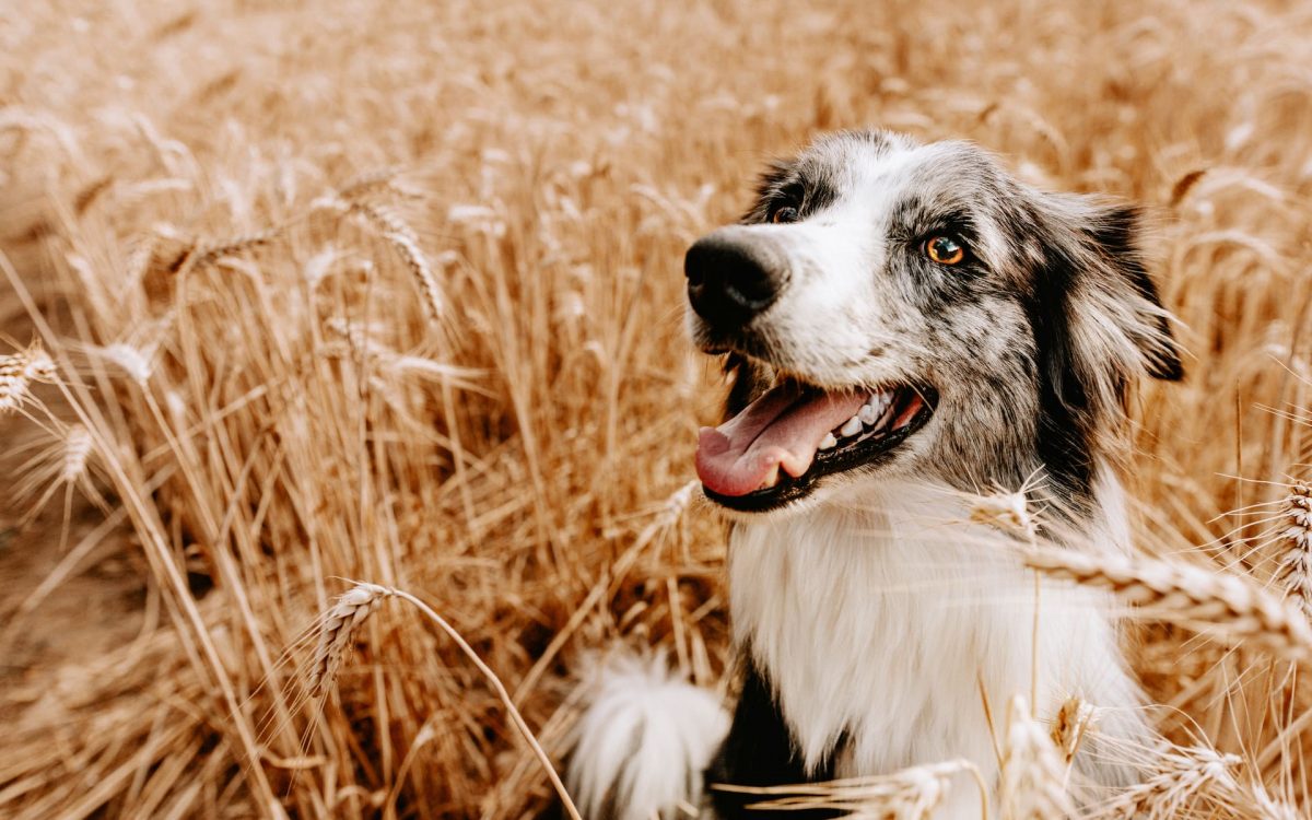 Grannen sind gefährlich für Hunde