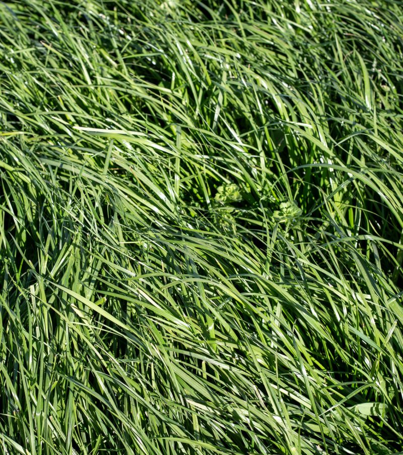 Gras