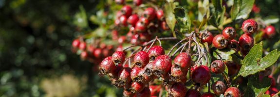 Weißdornbeeren