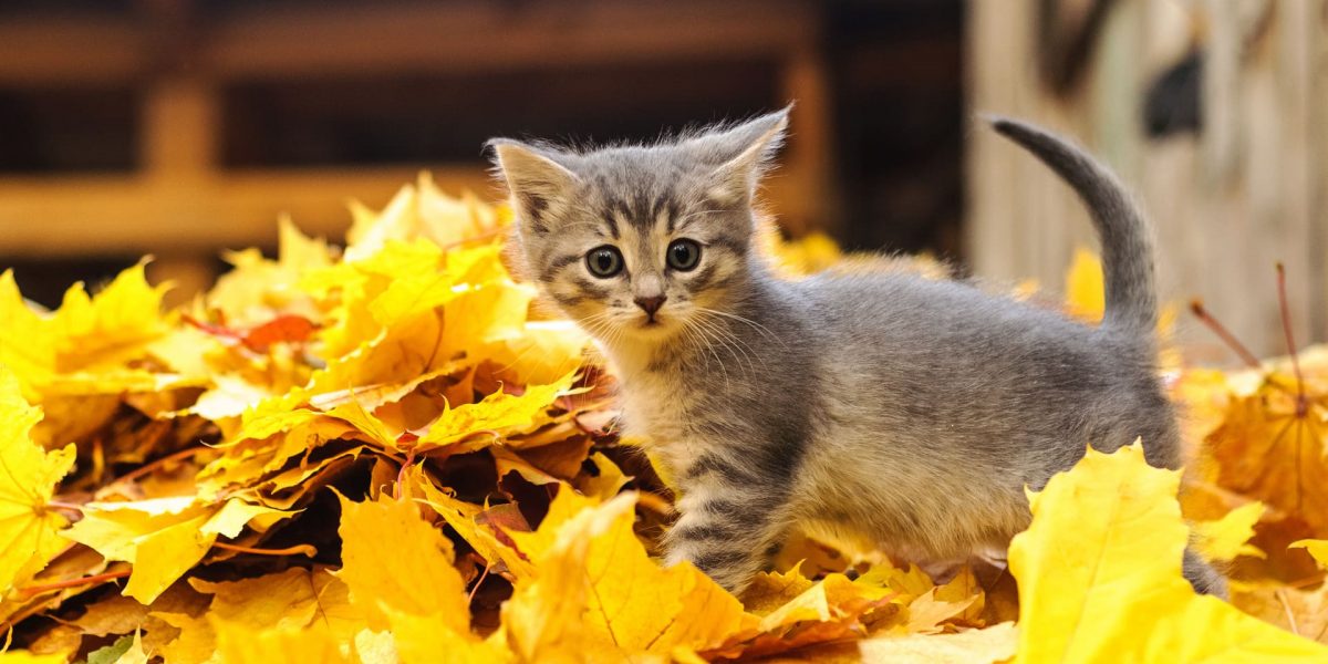 Herbstkatzen