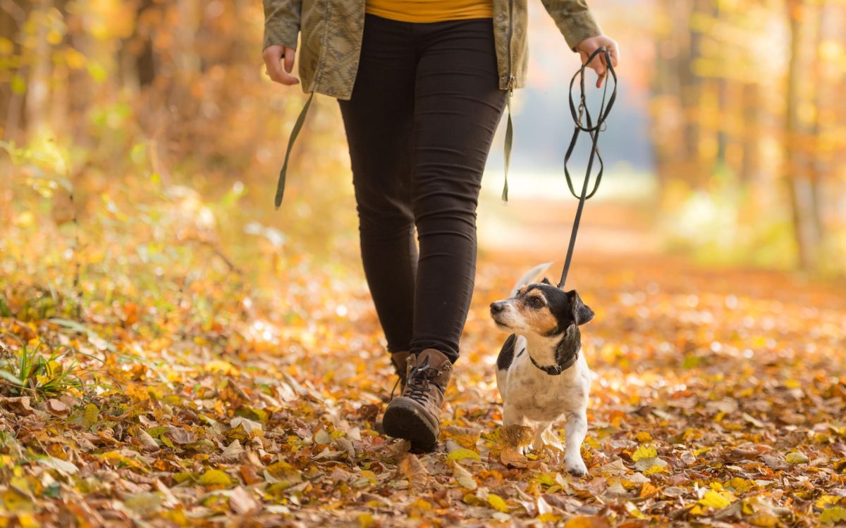 Herbstspaziergang mit dem Hund