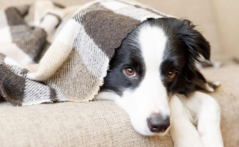 Hund liegt mit Decke auf dem Sofa