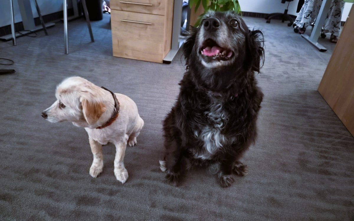 Hunde bei Reico im Büro