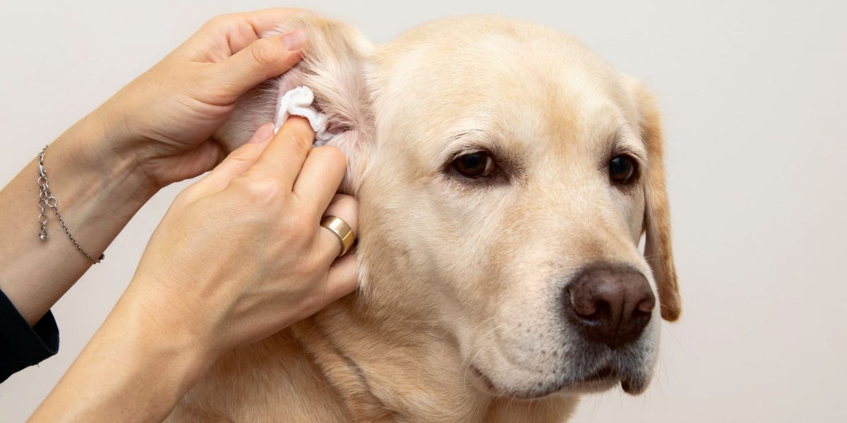 Hundeohren reinigen und pflegen