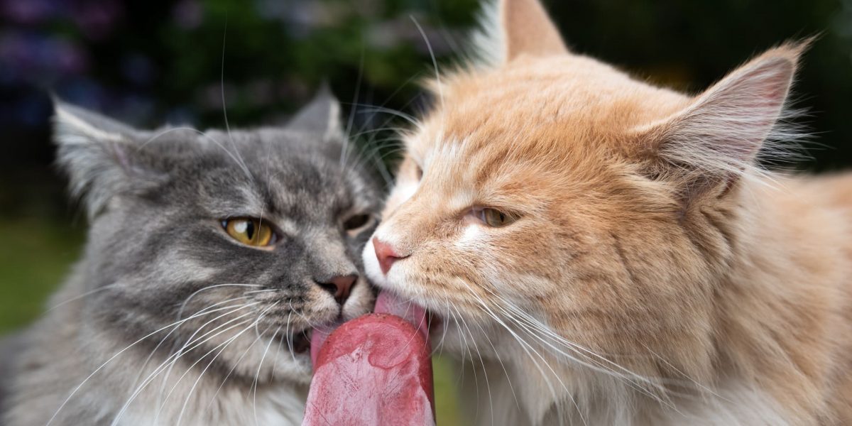 Kalte Snacks für Katzen