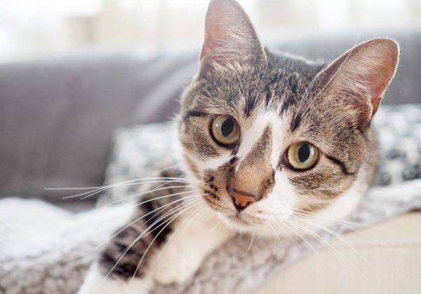 Zugelaufene Katze liegt auf dem Sofa
