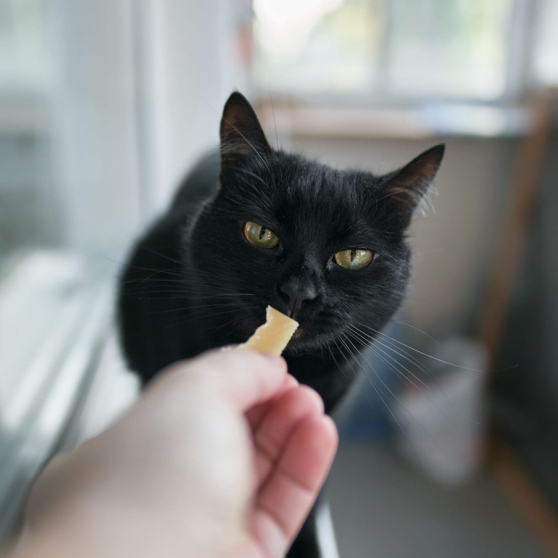 Katze frisst ein Stück Käse