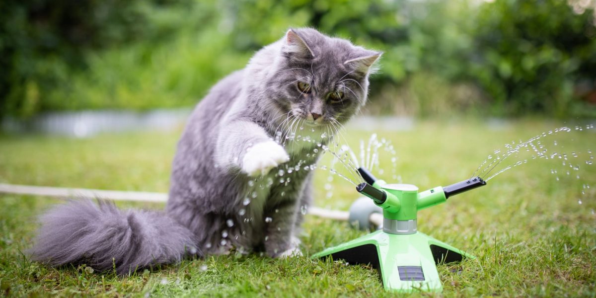 Tipps für Katzen bei Hitze